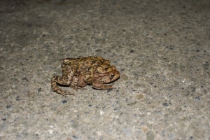 Frog with baby on it's back?