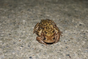 Frog on Frog